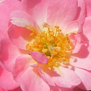 Róże ogrodowe - róże okrywowe - różowy  - Rosa  Easy Cover® - róża bez zapachu - L. Pernille Olesen - Róża do pokrycia gleby z małymi, różowymi kwiatami.